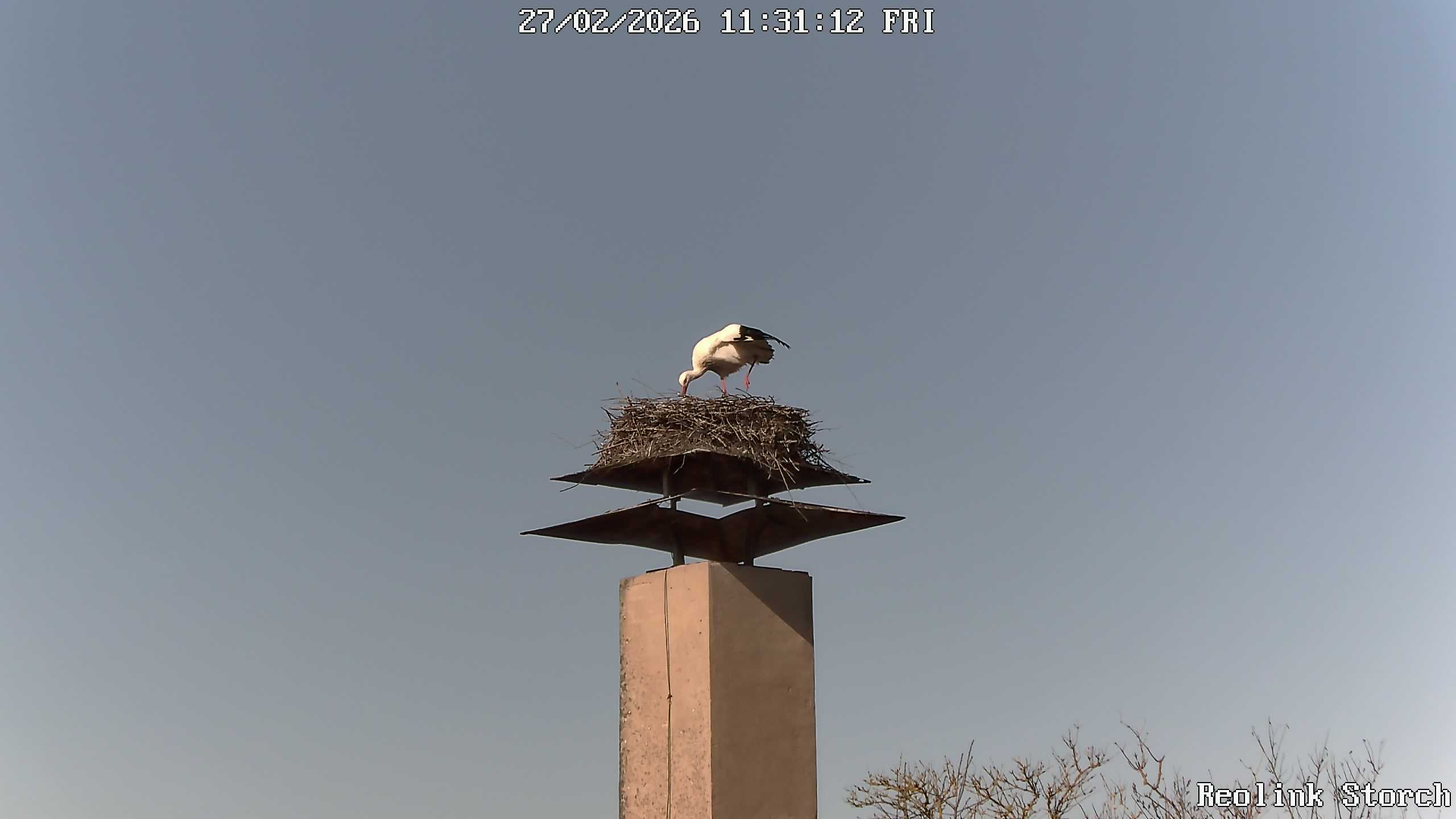 Storchencam Bild
